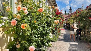 A cobblestone street with a rose bush in full bloom, a building with a window, and a clear blue sky. - 4 Person Holiday Home in Hogklint (Visby)