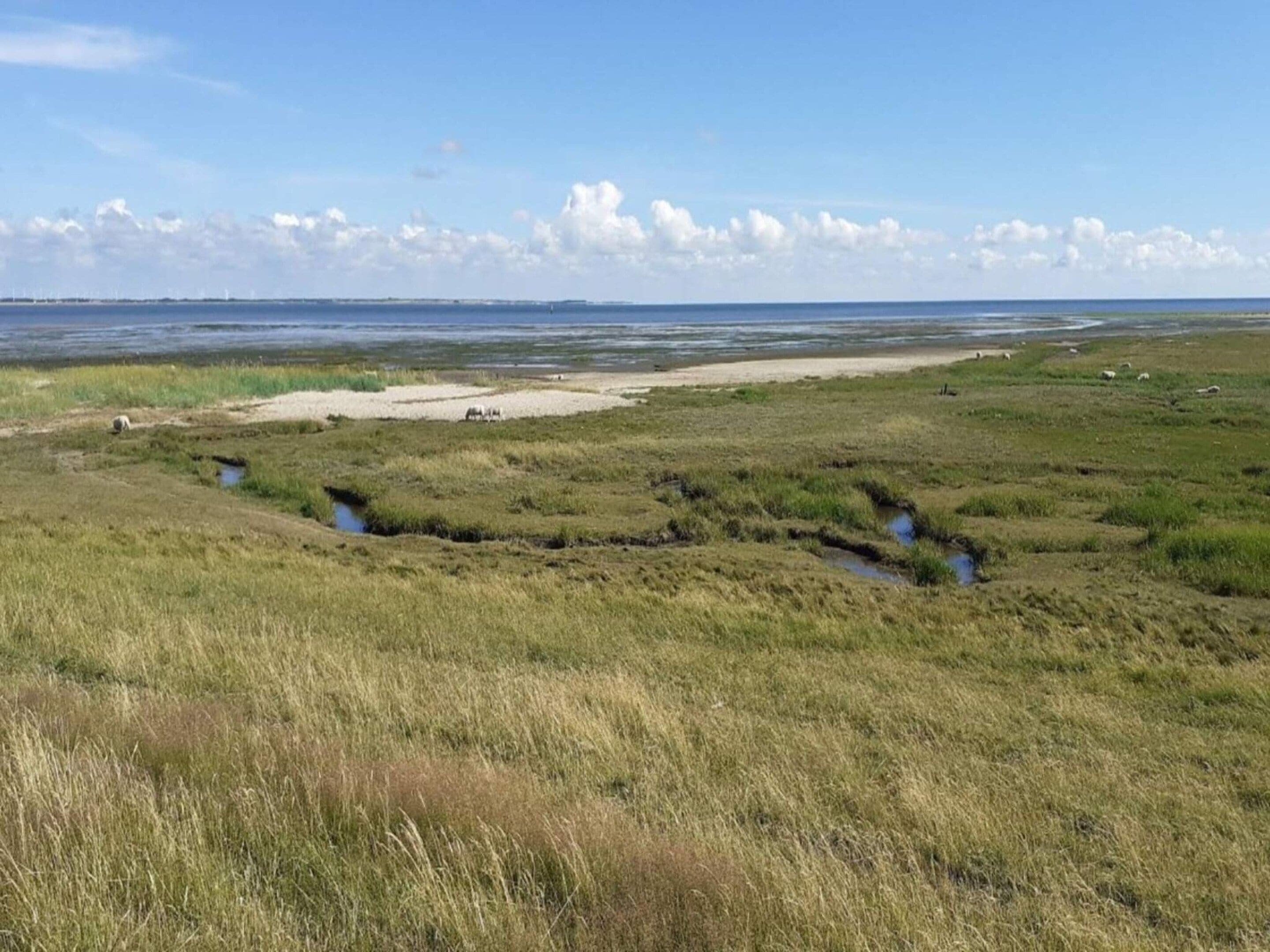 Un paysage côtier caractérisé par un terrain herbeux, de petits plans d’eau et une ligne de côte lointaine.