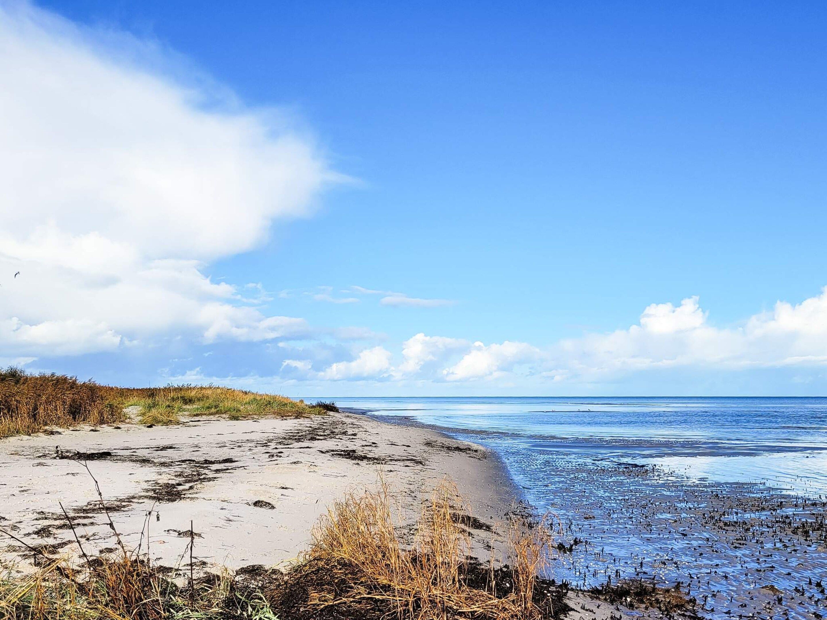A beach with sand, seaweed, and a clear sky.