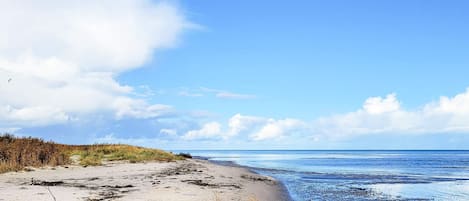Une plage de sable, avec des algues et un ciel dégagé.