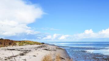 Une plage de sable, avec des algues et un ciel dégagé.