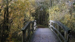 Un pont en bois situé dans une zone boisée, avec un feuillage automnal.