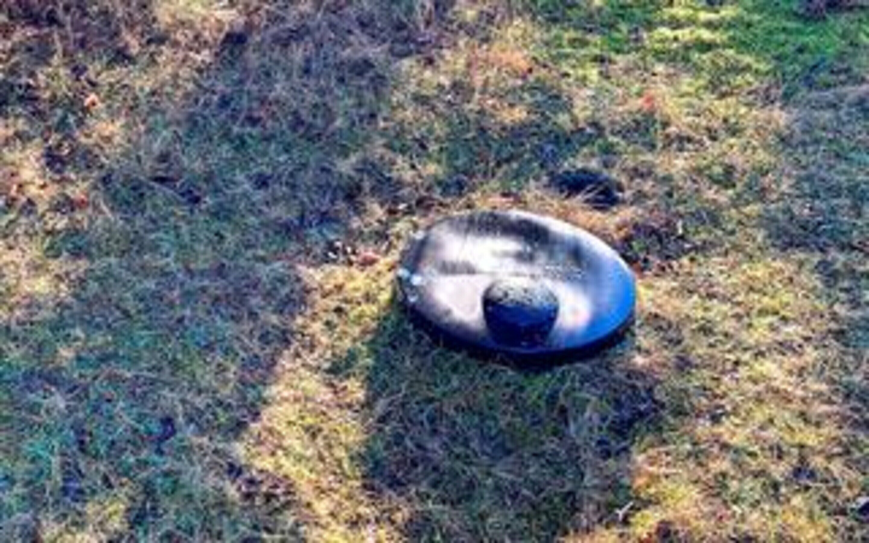 Un objet circulaire sur l’herbe.