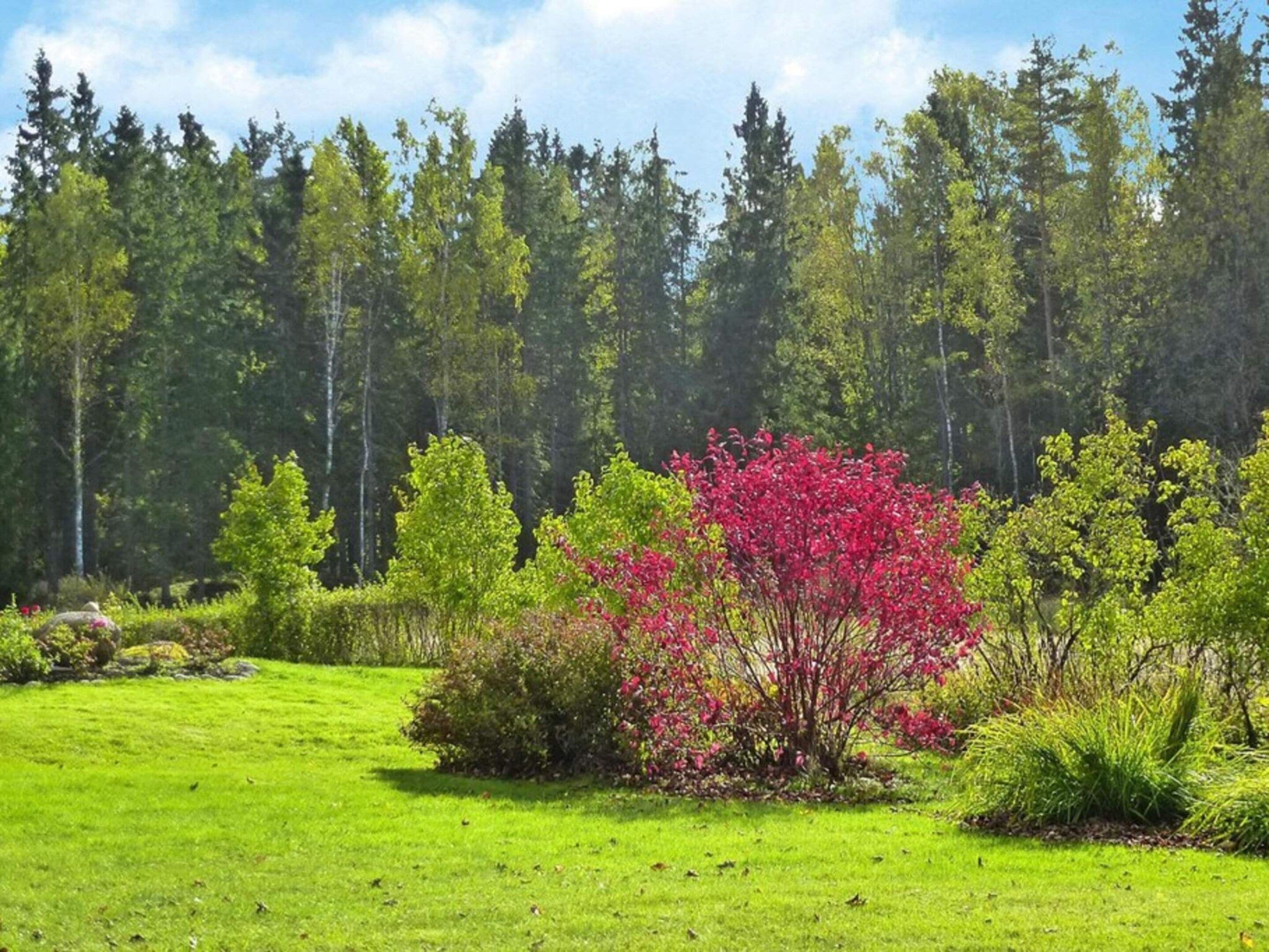 Niittyinen pelto, jossa kasvaa monenlaisia puita ja pensaita, mukaan lukien näyttävä, punakukkainen pensas.