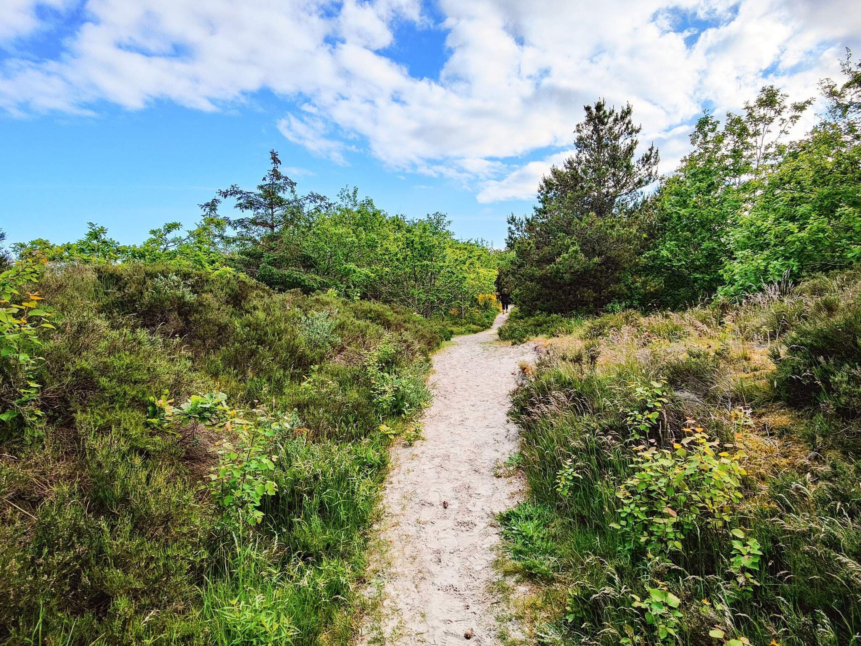 Un sentier de terre bordé d’une végétation luxuriante et d’arbres.