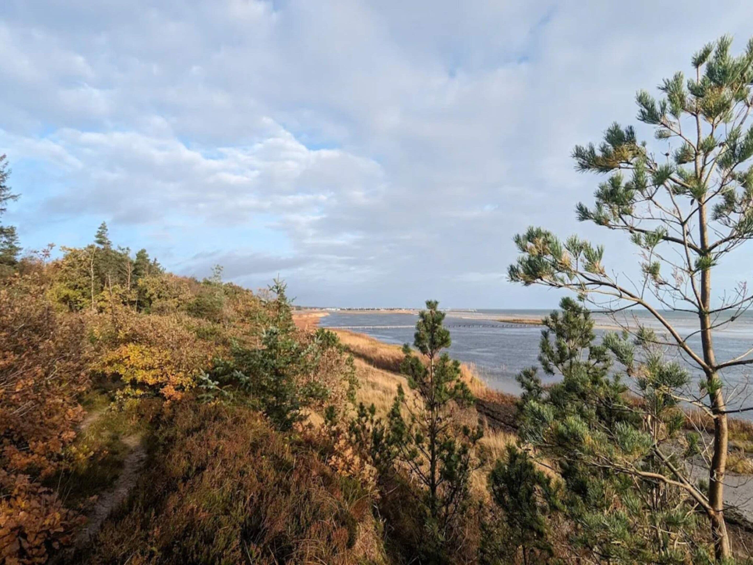 A coastal landscape with a clear view of the sea, a path leading through the vegetation, and a prominent pine tree in the foreground.