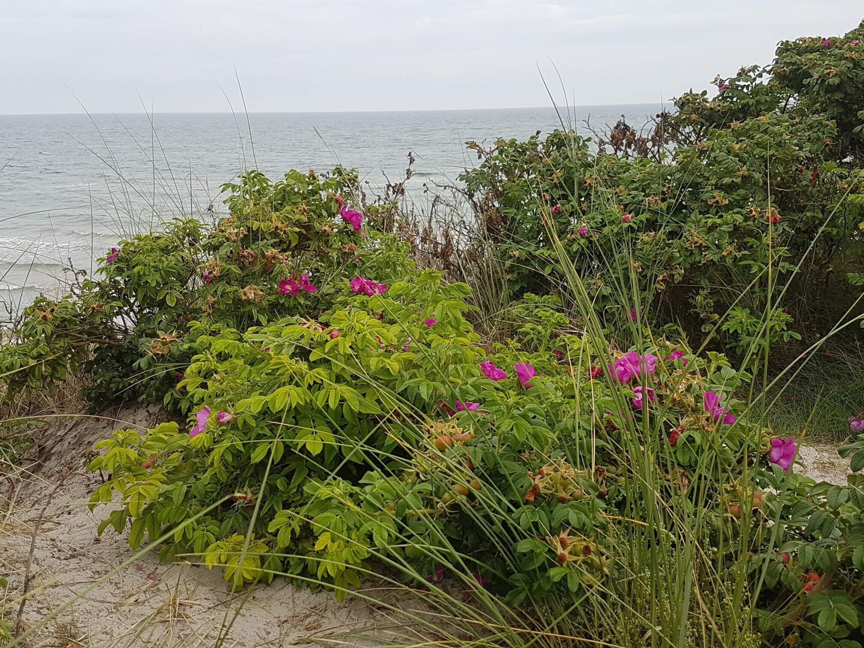 A coastal landscape with dense vegetation and a view of the sea.