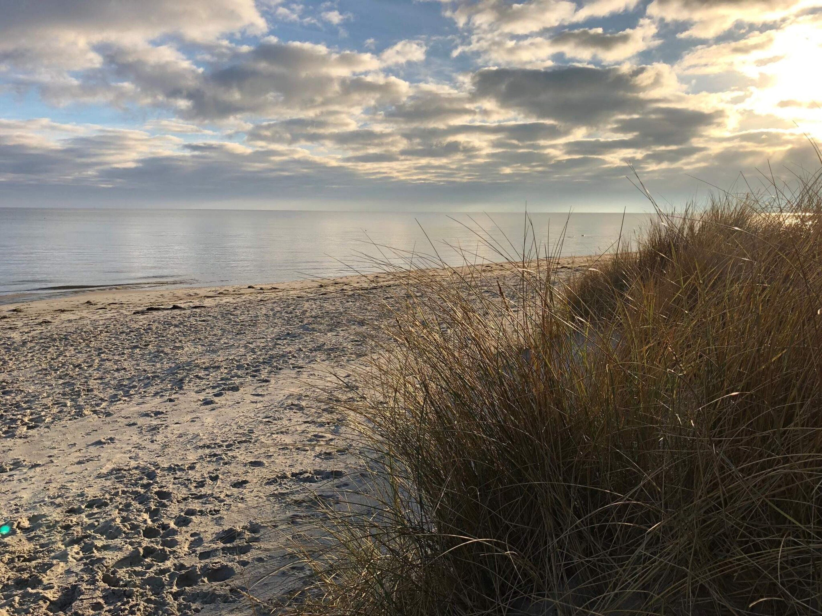 En strand med sand och gles vegetation.