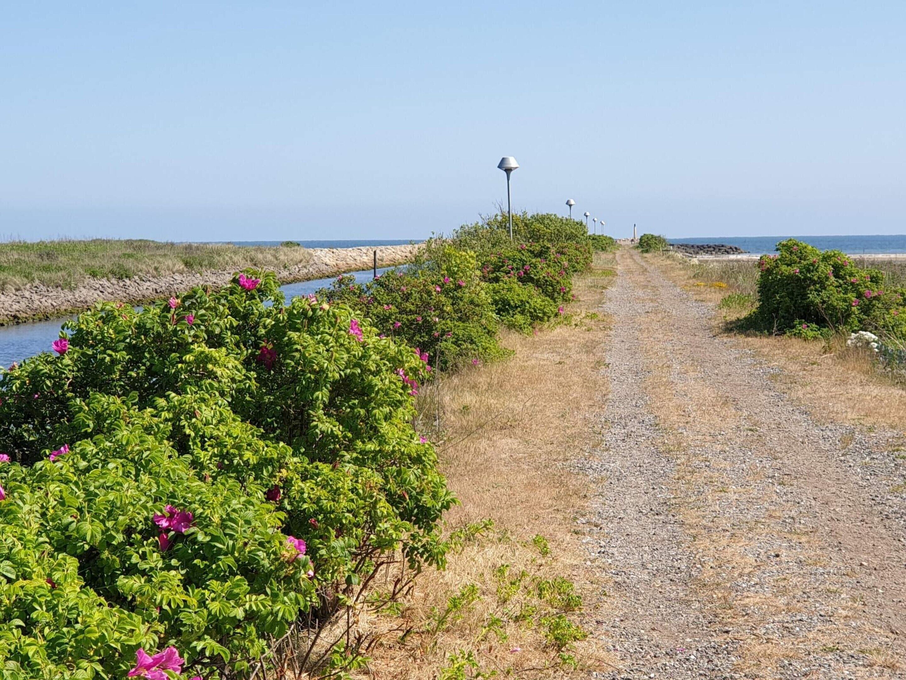 A gravel path leading to a beach with a lamp post and bushes along the side.