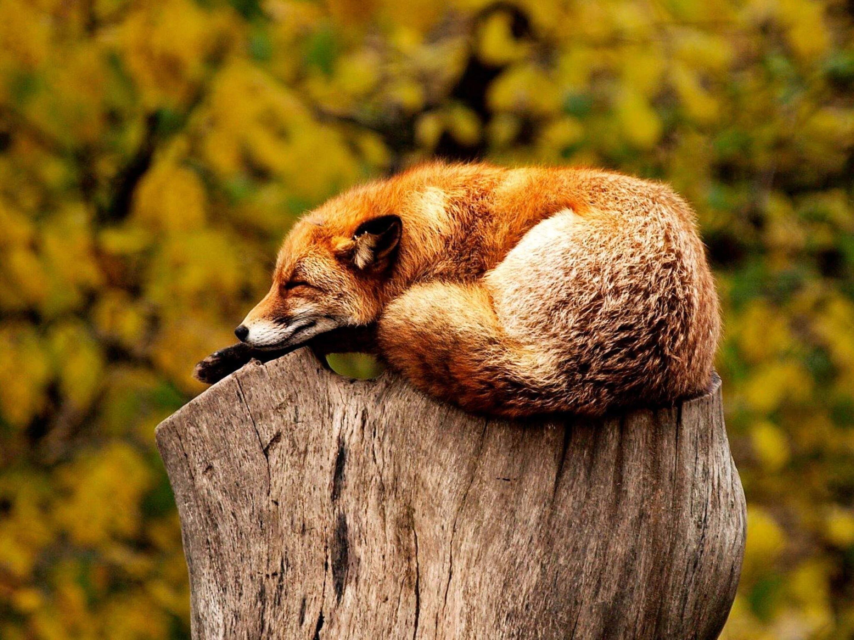 A fox curled up on a wooden post.