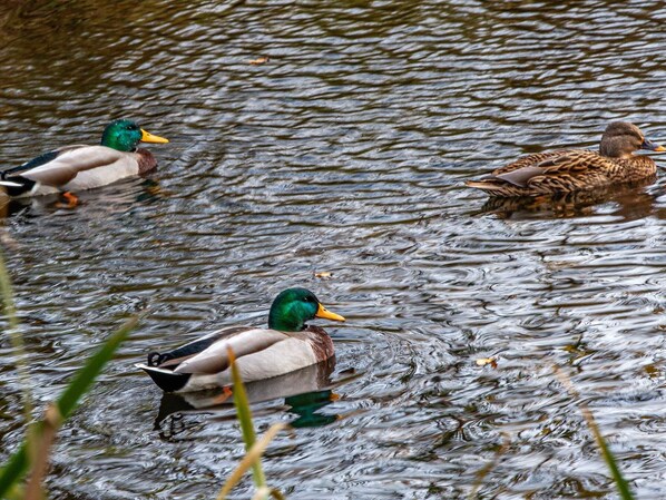 Tres patos nadando en el agua.