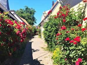 A narrow cobblestone street flanked by buildings with dense red flowering plants. - 4 Star Holiday Home in Slite (Slite)