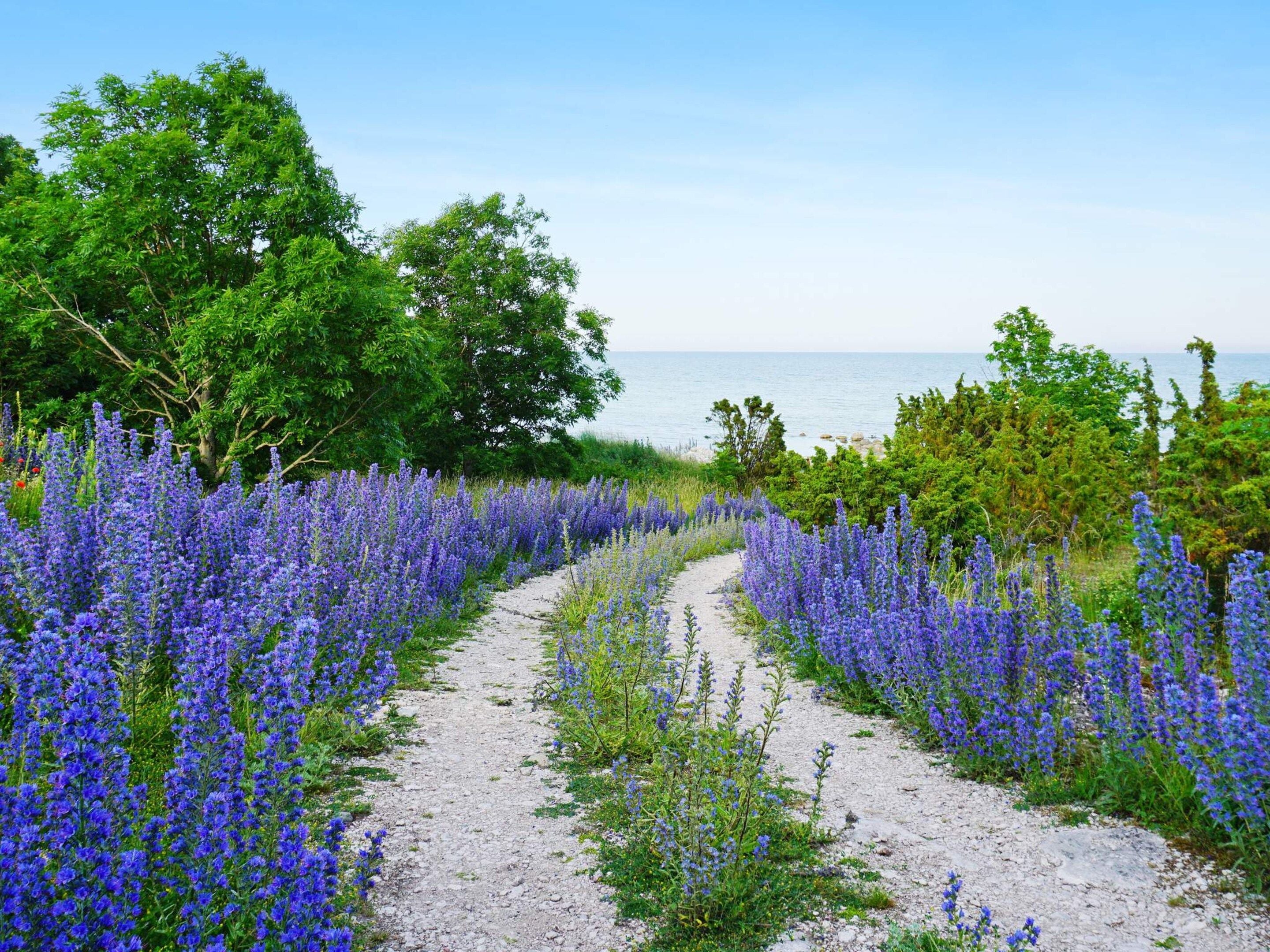 A gravel path flanked by dense purple flowers leading to a body of water.