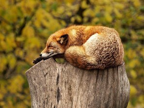 A fox resting on a wooden post. - 4 Person Holiday Home in Salen (Salen)