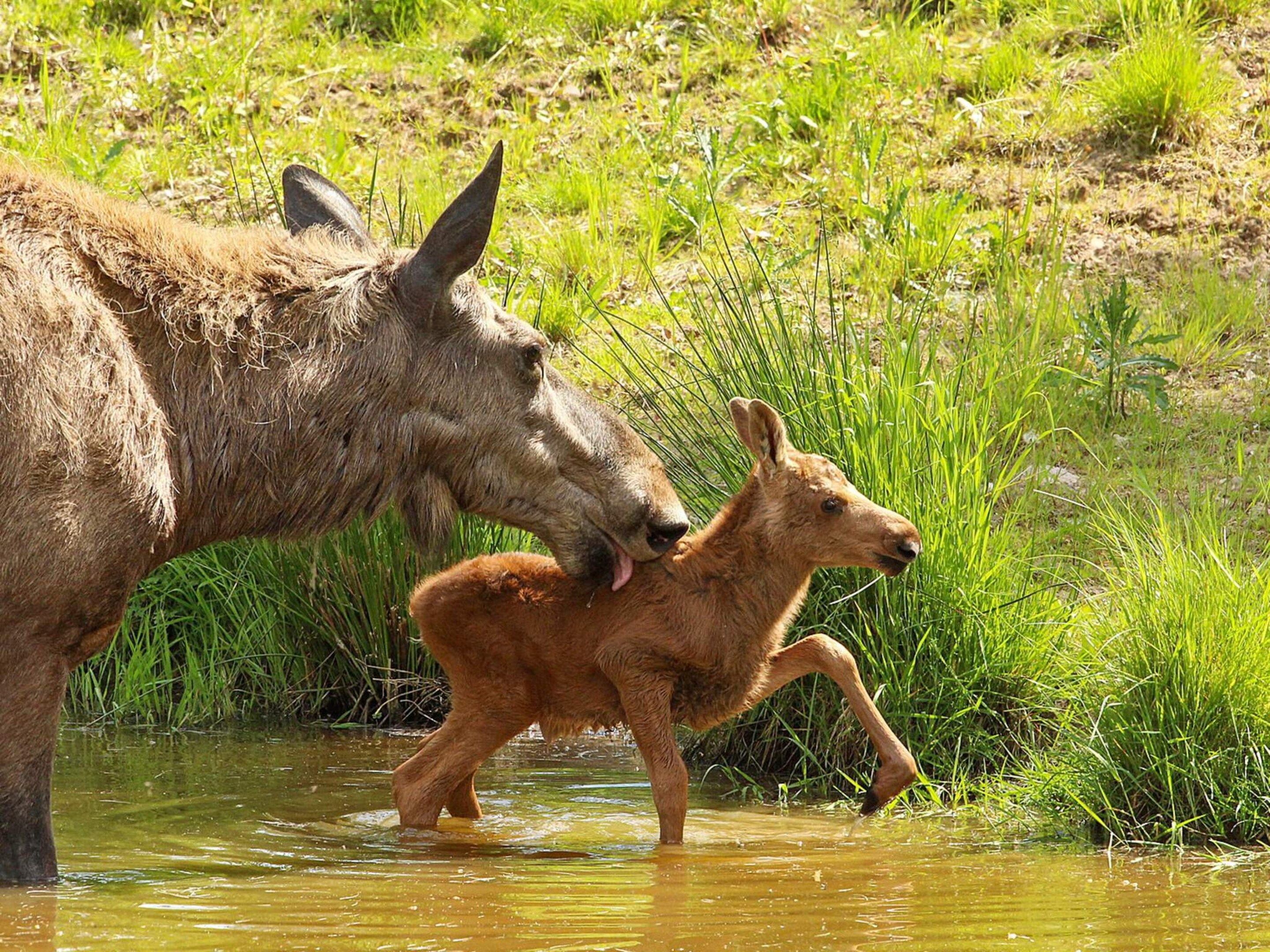 A moose and its calf in a shallow water body surrounded by grass.