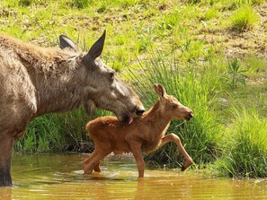 A moose and its calf in a shallow water body surrounded by grass. - 4 Person Holiday Home in Salen (Salen)