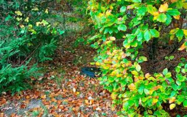 A forested area with dense foliage and a ground covered in fallen leaves. - 6 Person Holiday Home in Frederiksvaerk (Frederiksvaerk)