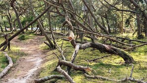A forest scene with fallen trees and a dirt path. - 6 Person Holiday Home in Frederiksvaerk (Frederiksvaerk)