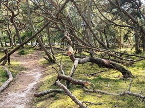 A forest scene with fallen trees and a dirt path. - 6 Person Holiday Home in Frederiksvaerk (Frederiksvaerk)