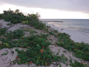 A beach with vegetation and a rocky outcrop in the distance. - 6 Person Holiday Home in Frederiksvaerk (Frederiksvaerk)