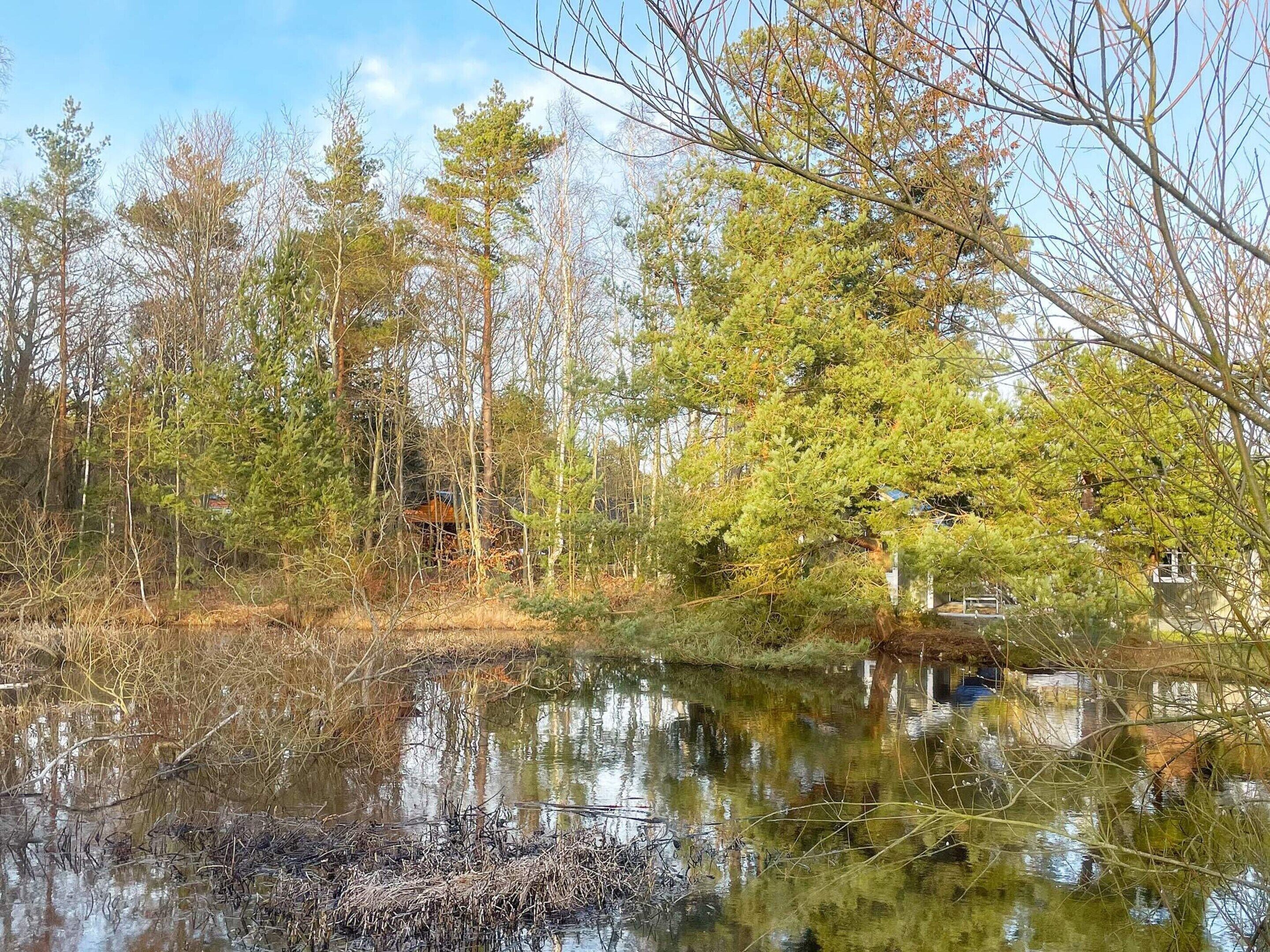 Eine natürliche Landschaft mit Teich, Bäumen und einem Gebäude, das teilweise von Vegetation verdeckt ist.