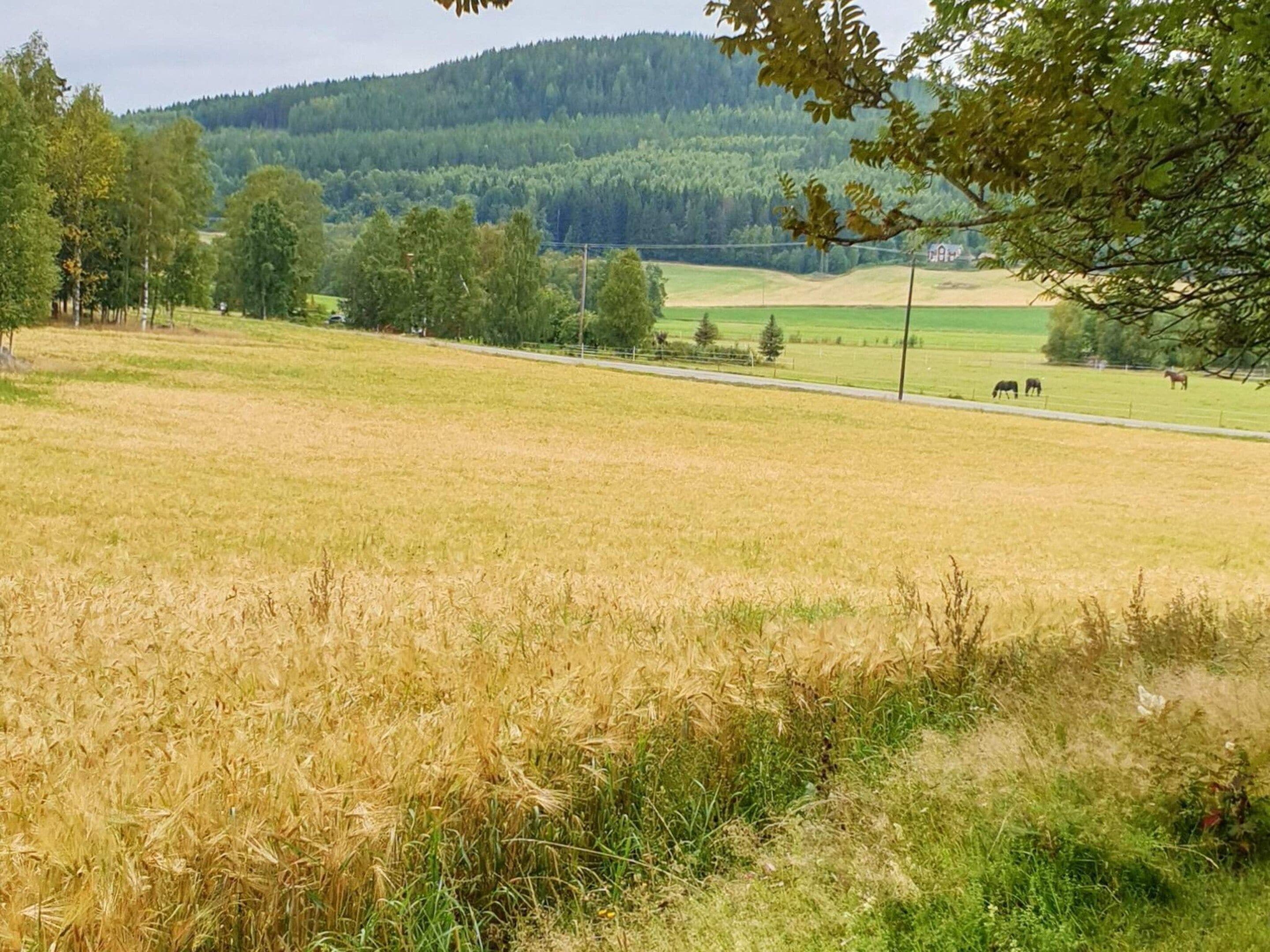 A rural landscape with a field, trees, and a road.