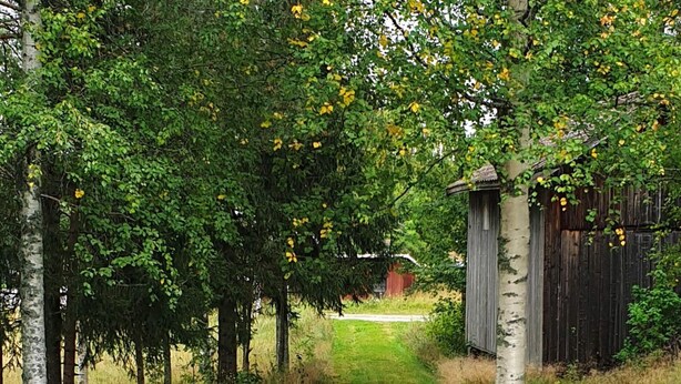 A pathway leading to a rustic wooden structure surrounded by birch trees. - 4 Person Holiday Home in Jarvso (Jarvso)
