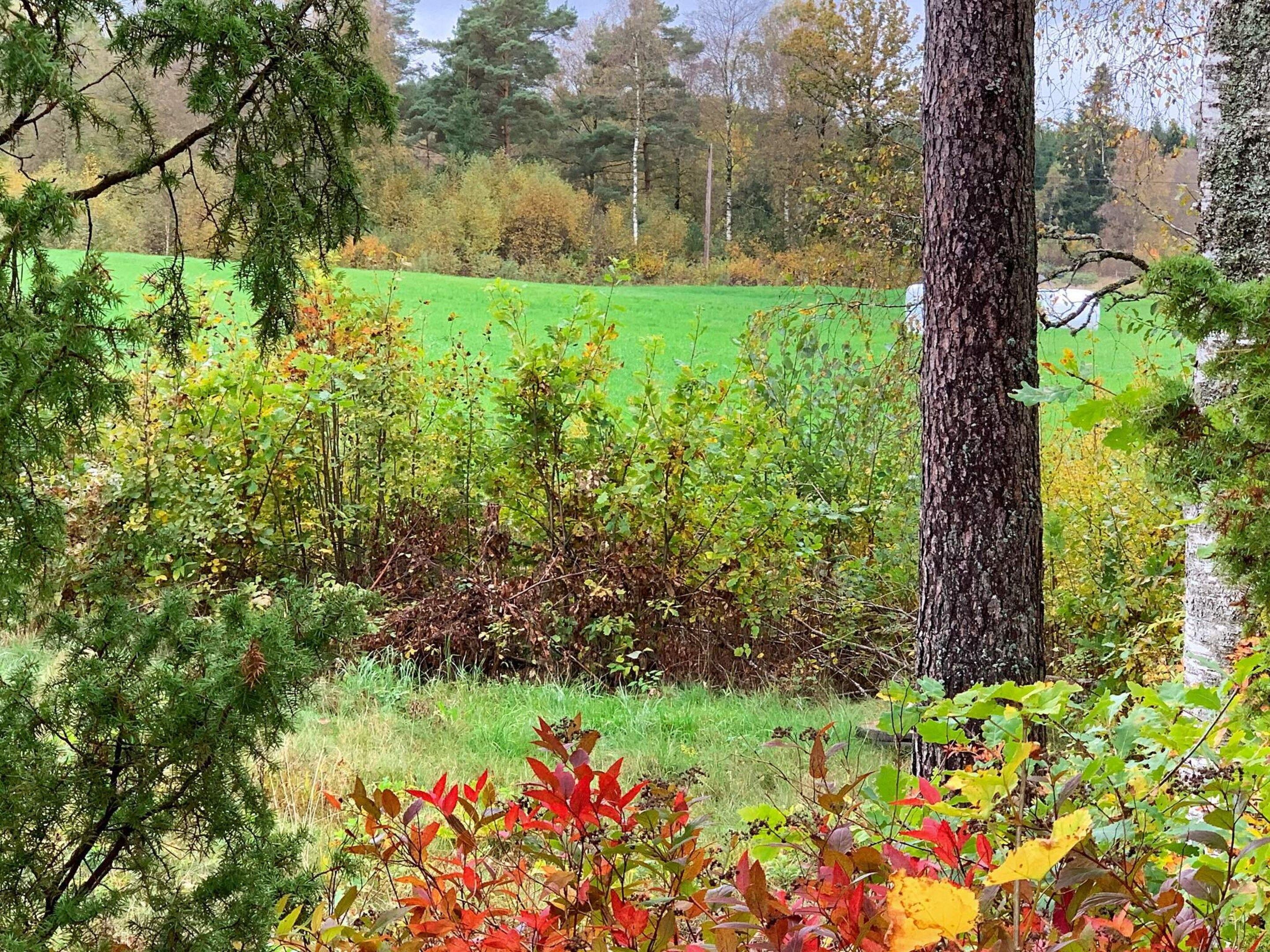 Paisagem natural com diversas árvores e arbustos, um campo gramado e o tronco de uma árvore em primeiro plano.