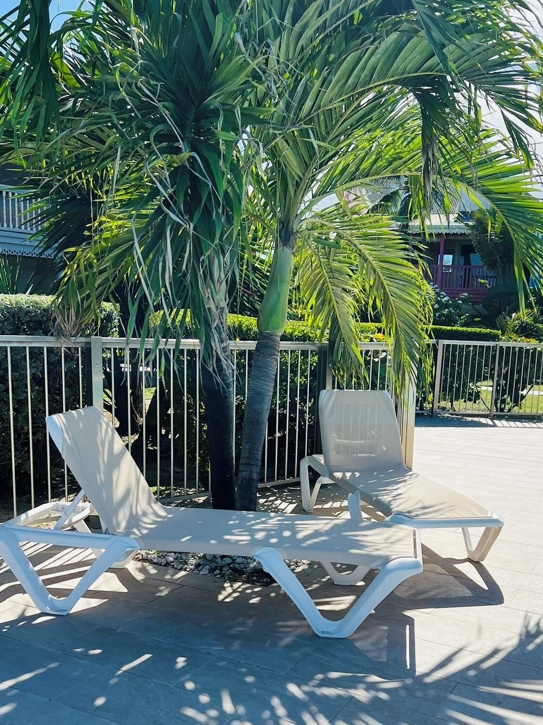 A sunlit outdoor seating area with two white lounge chairs and a palm tree.