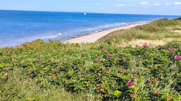 A coastal landscape with a sandy beach and dense vegetation.