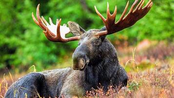 2 عدّة غرف نوم وطراز فريد لكل وحدة