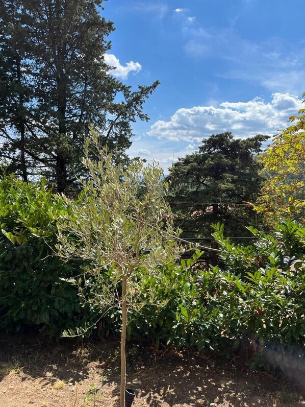 A garden with various plants and trees, a dirt path, and a clear blue sky with clouds.