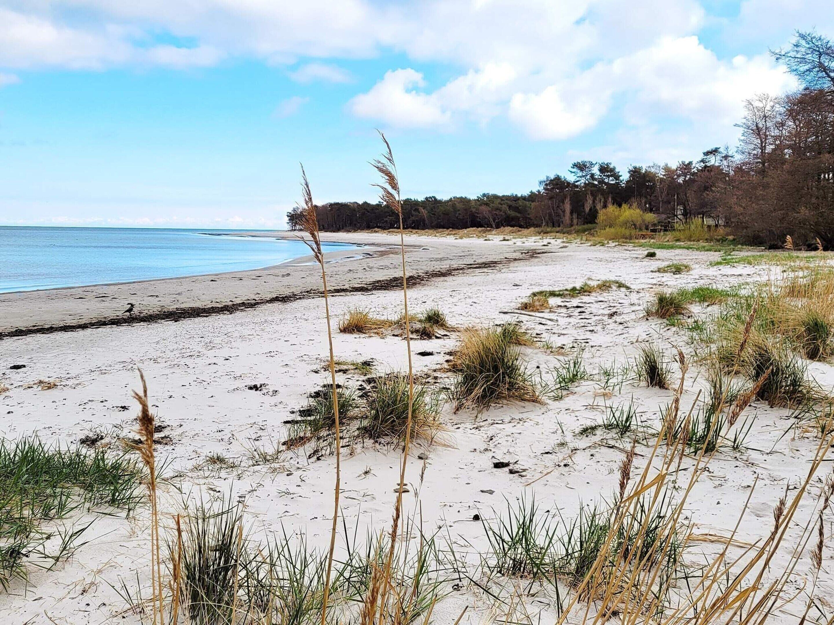 Une plage avec du sable, de l’herbe et des arbres en arrière-plan.