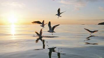 A sunset over a calm body of water with several birds flying and landing.