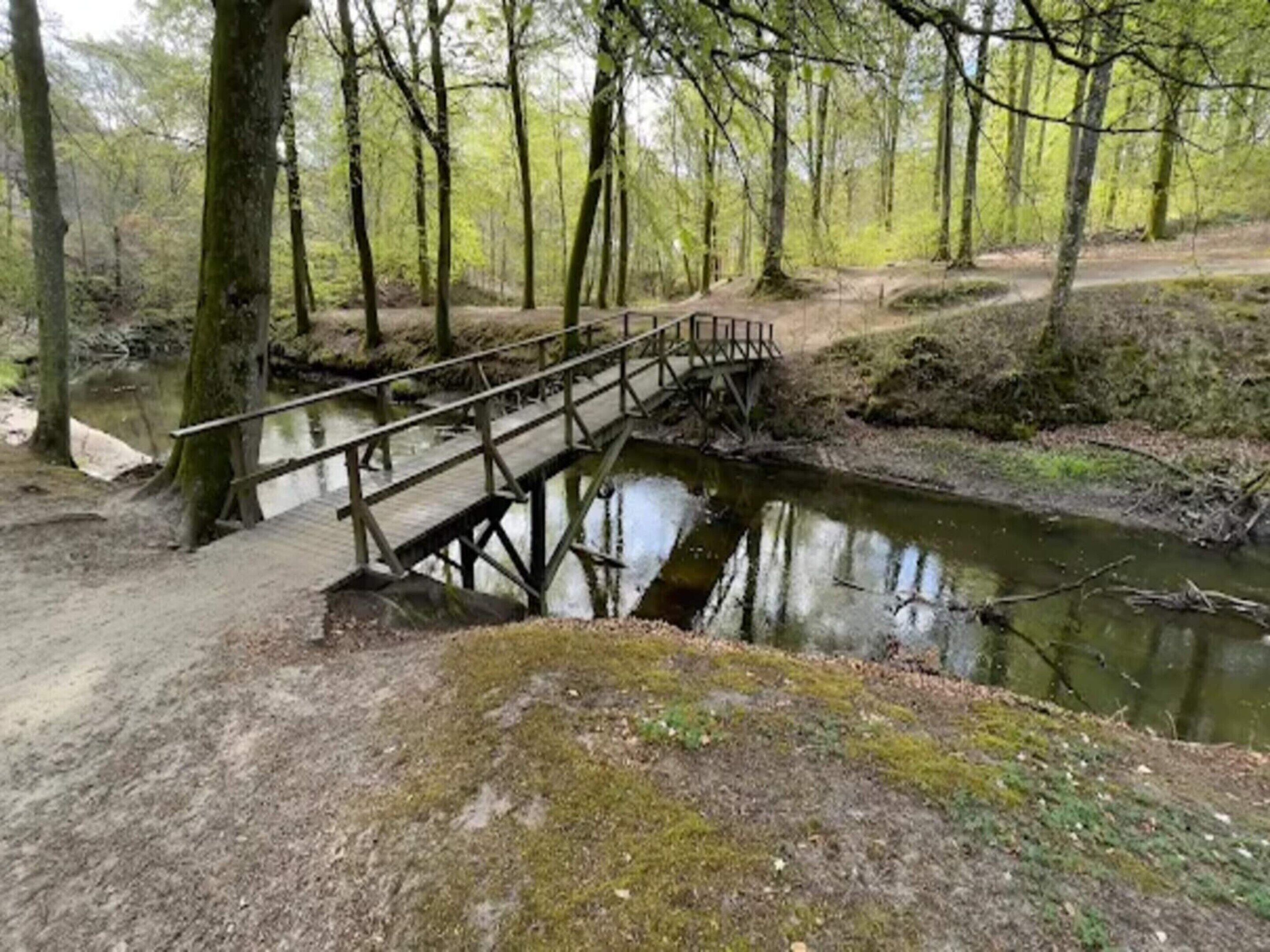En træbro over en rolig flod i et skovområde.