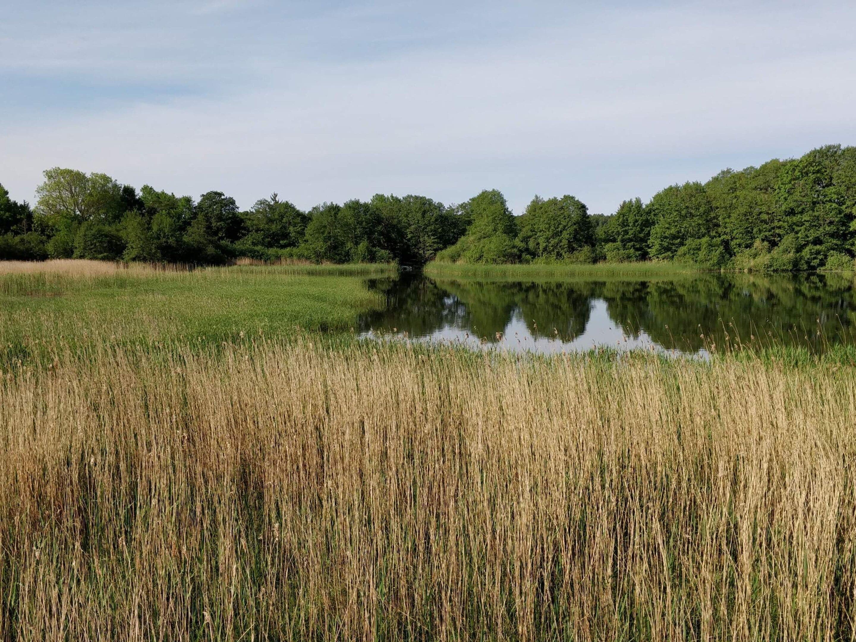 A calm lake surrounded by dense green trees and tall reeds.