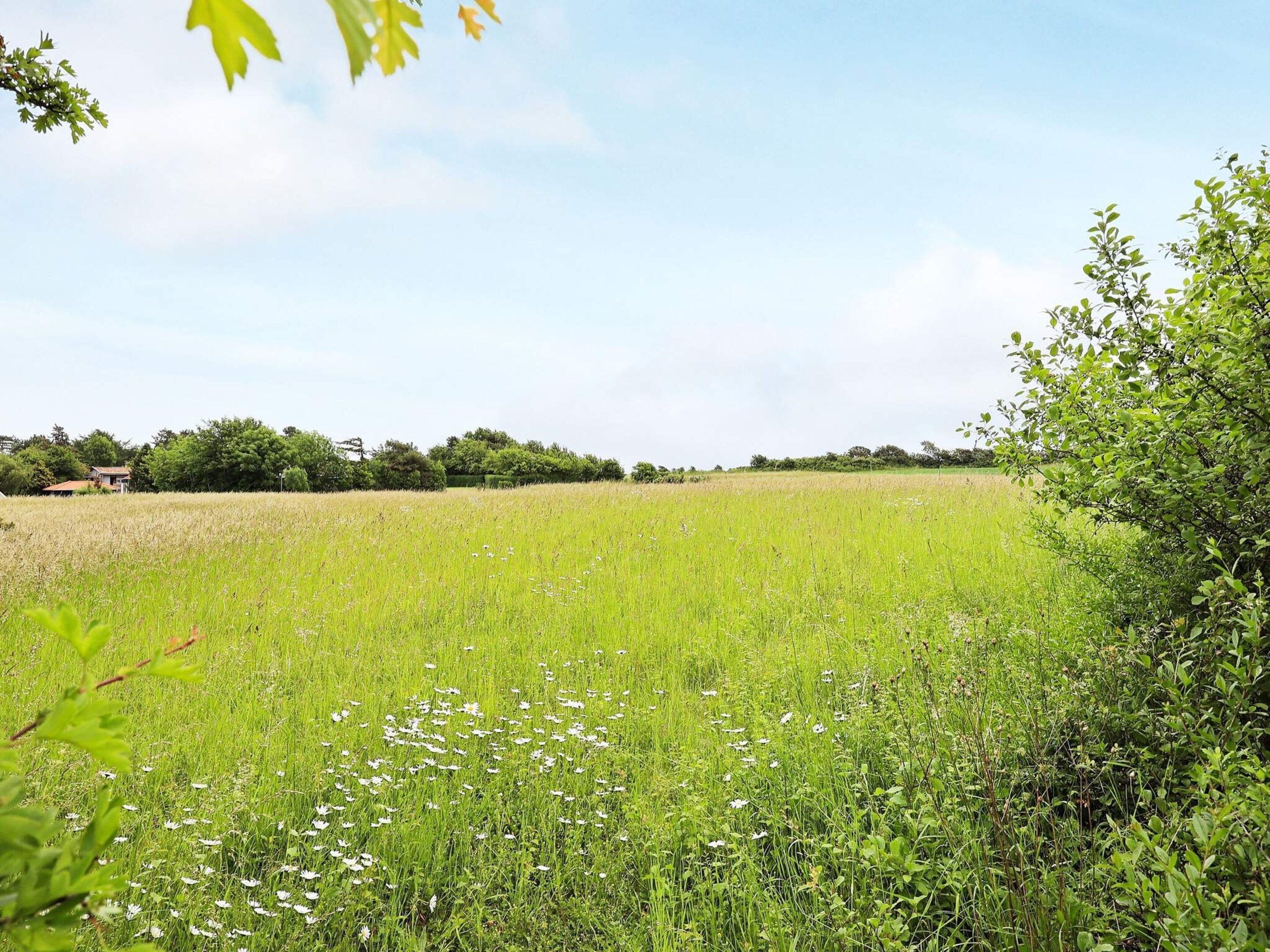 A field with wildflowers and trees in the background.