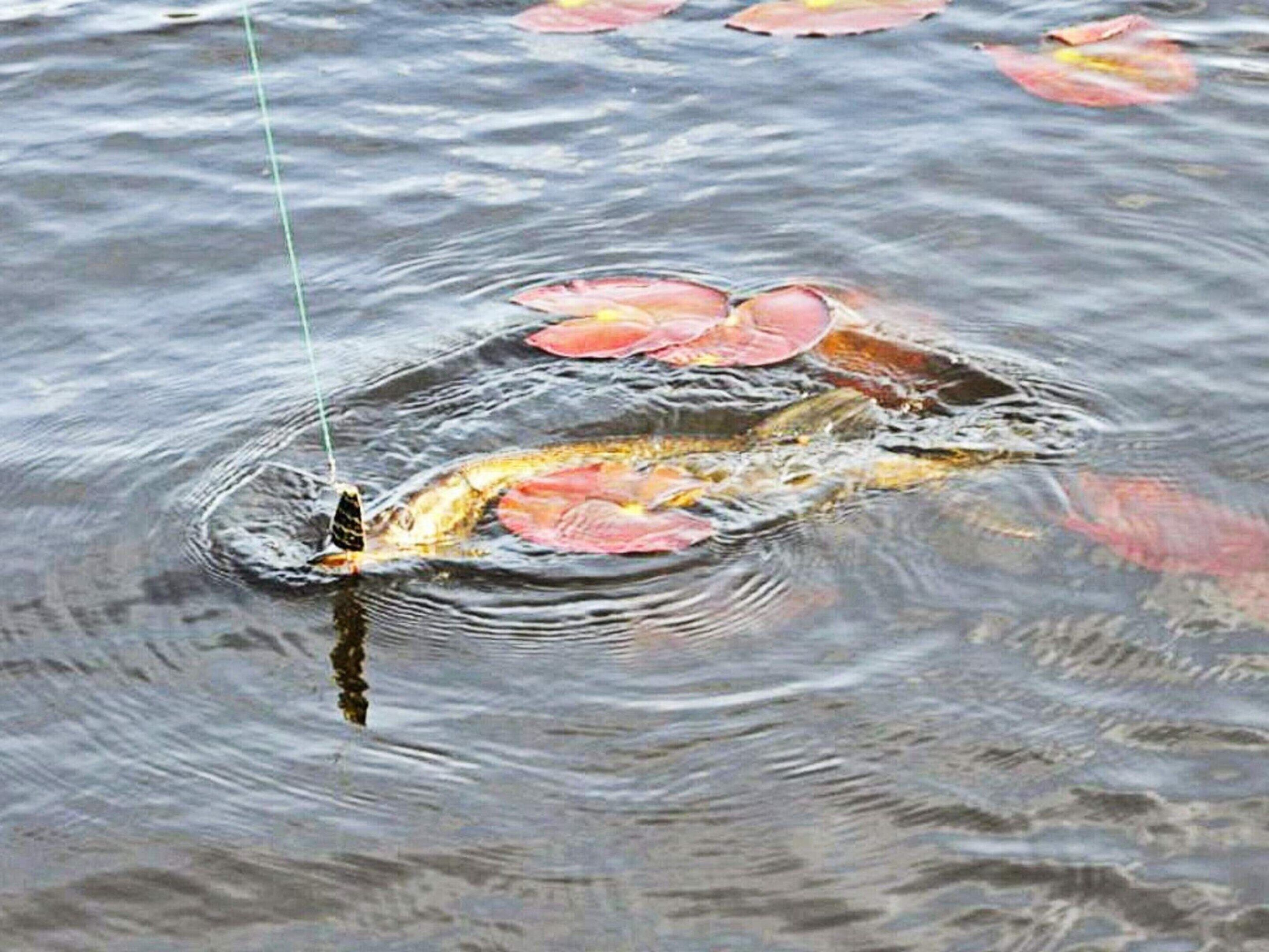 A fish in water with lily pads.