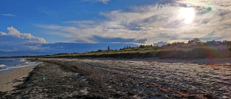 A beach with seaweed-covered sand, a clear sky, and a distant tree line.