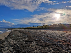 A beach with seaweed-covered sand, a clear sky, and a distant tree line. - 5 Star Holiday Home in Vaeggerlose (Vaeggerlose)