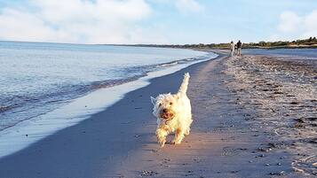 En strand med en hund som springer längsmed kusten, en person som går i fjärran och en klar himmel.