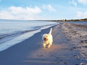 En strand med en hund som springer längsmed kusten, en person som går i fjärran och en klar himmel.