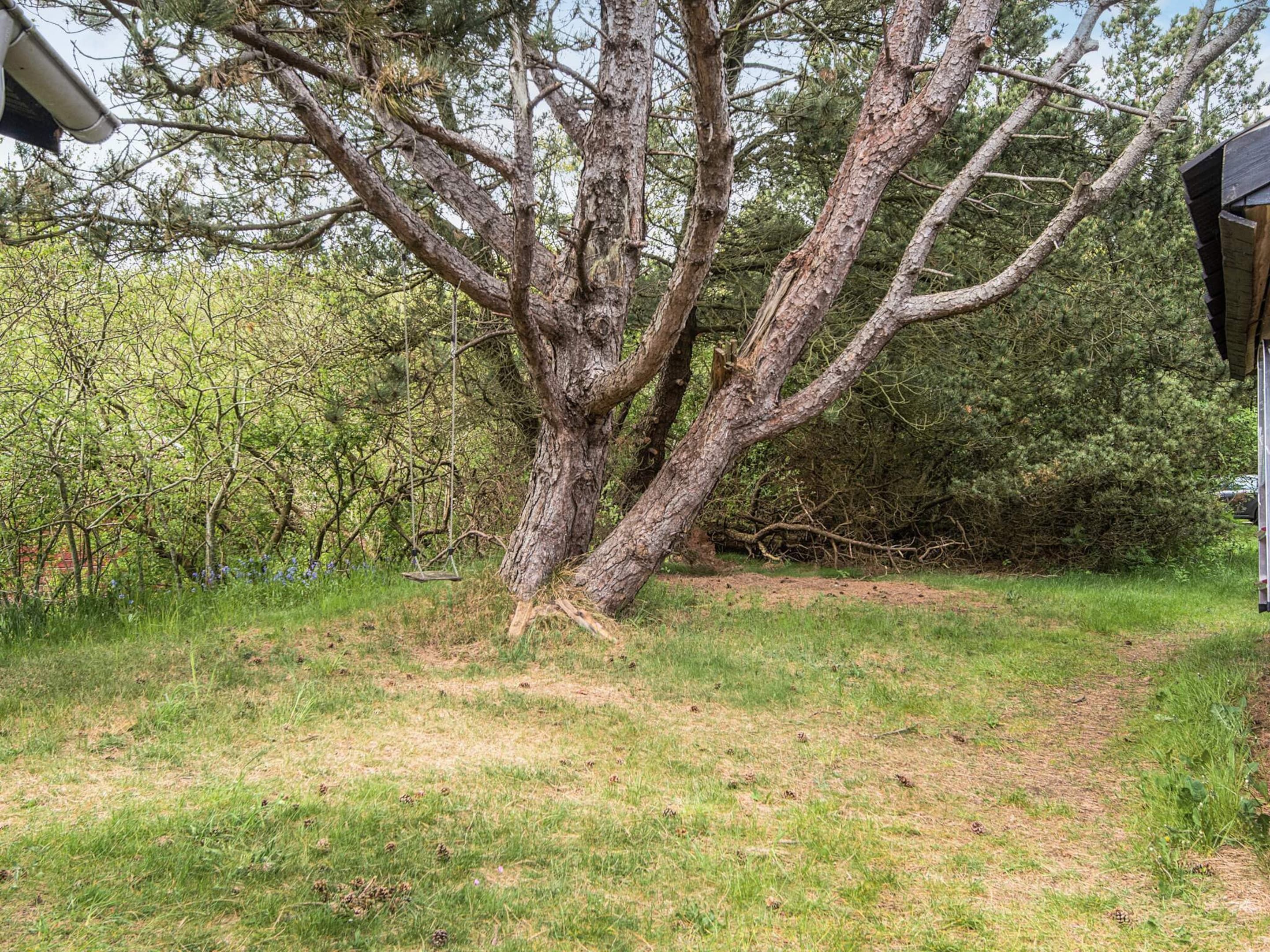 A large tree with a swing hanging from its branches in a grassy area.
