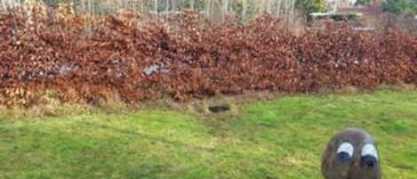 House | Property grounds
