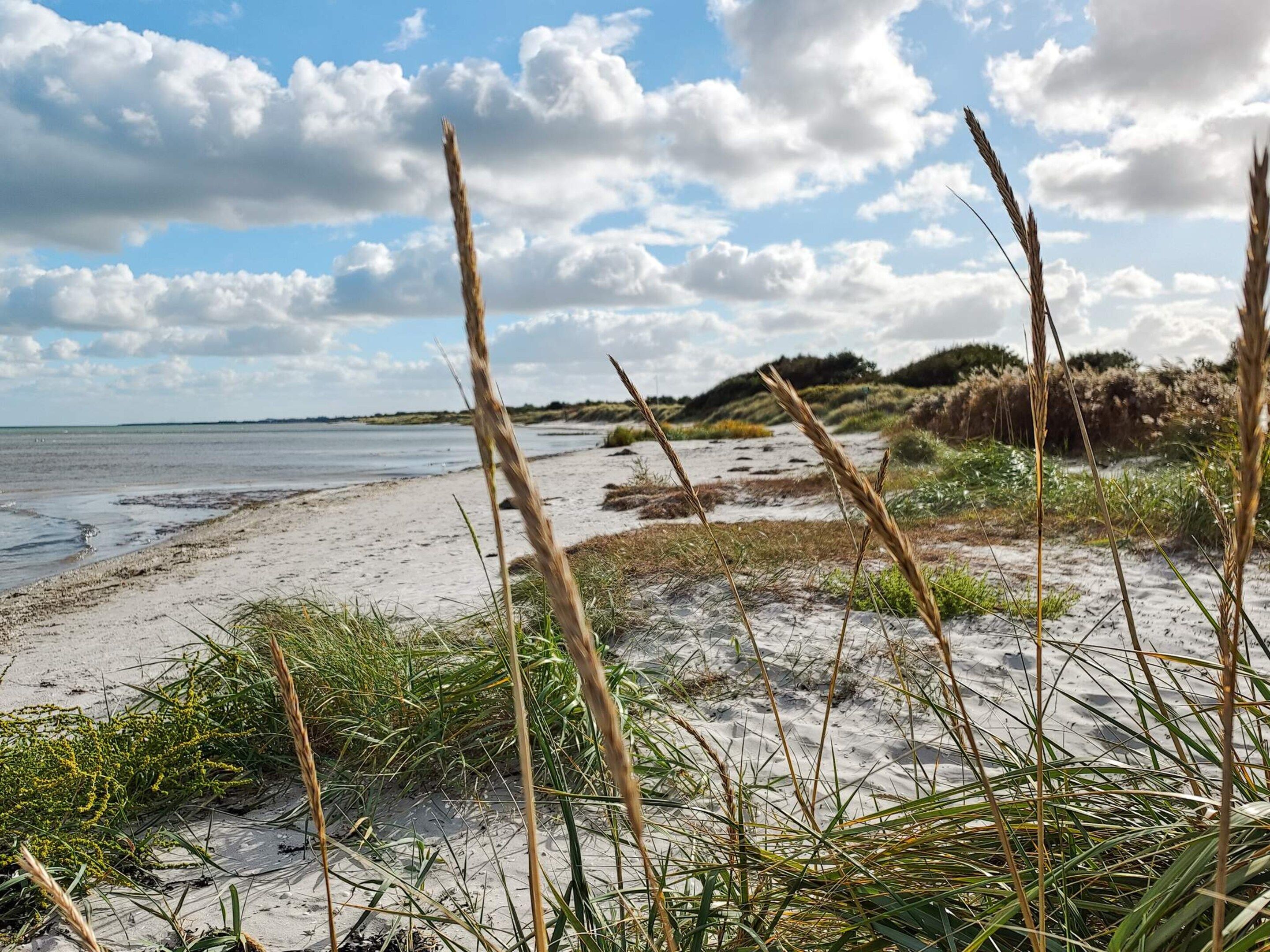 Ein Strand mit Dünen und spärlicher Vegetation.