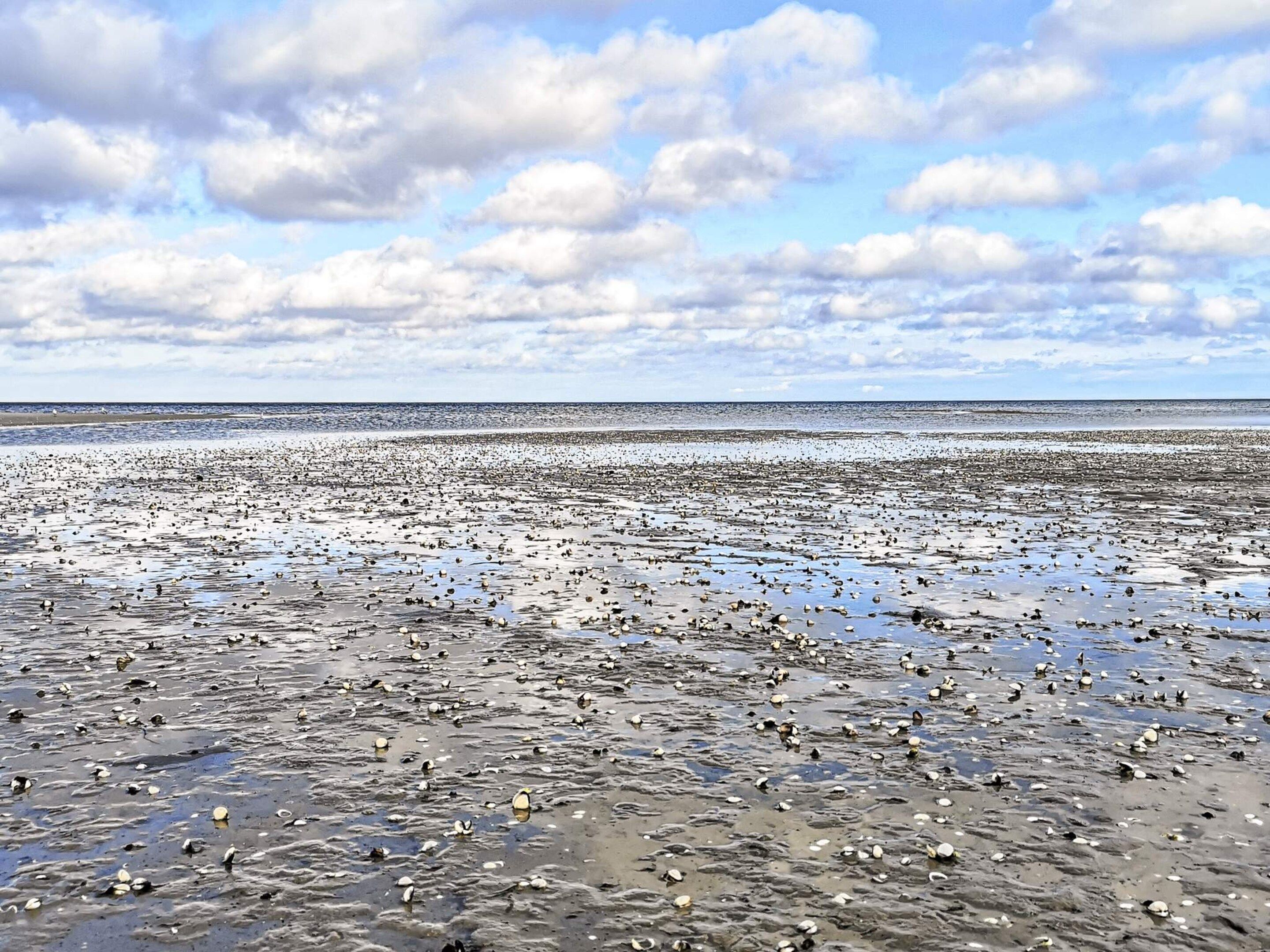 Una playa con piedras y aves dispersas.
