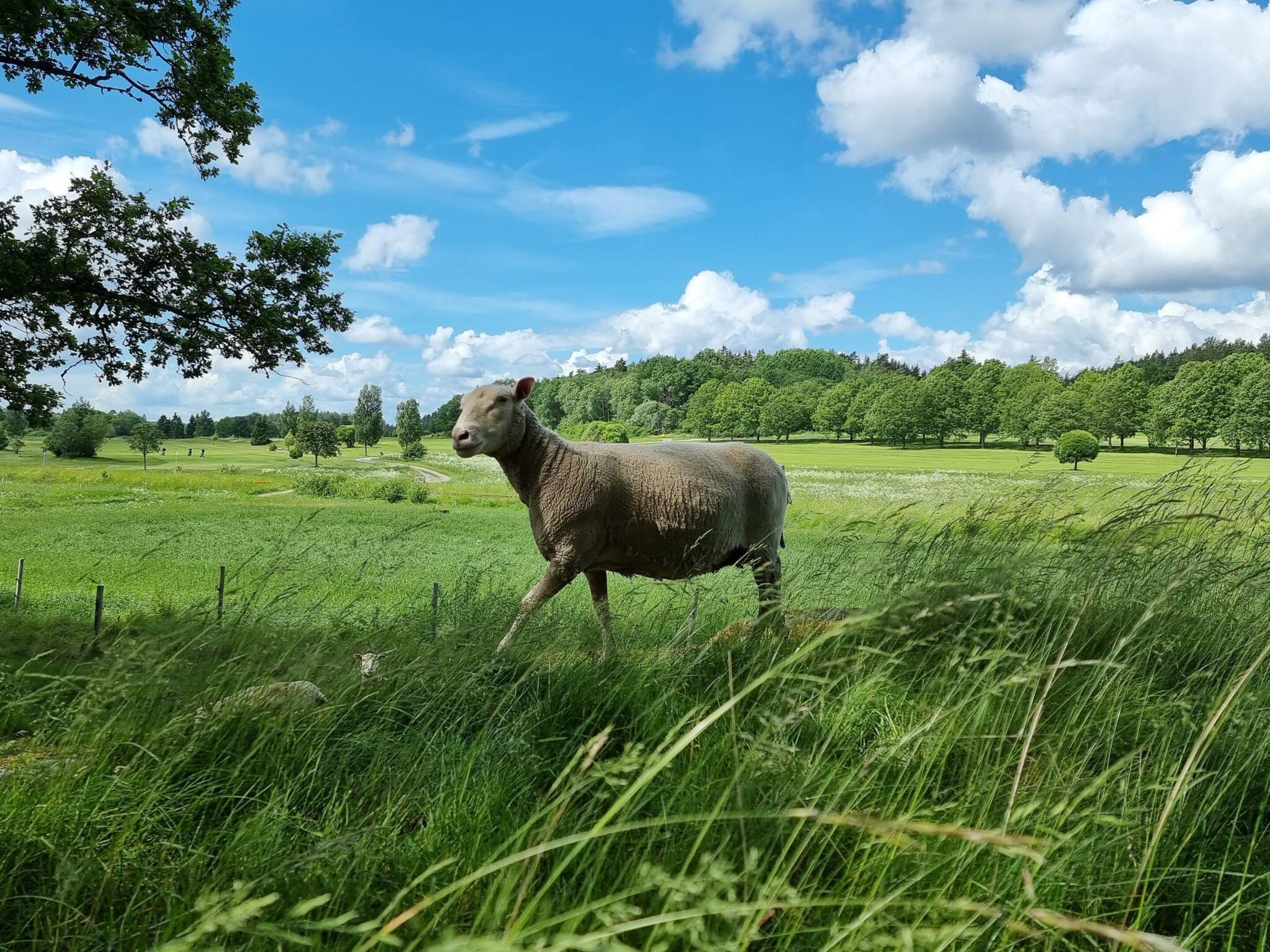 Un mouton dans un champ verdoyant, avec des arbres et un ciel dégagé.