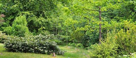 A lush garden with various types of trees and shrubs, a grassy path, and a small pond.
