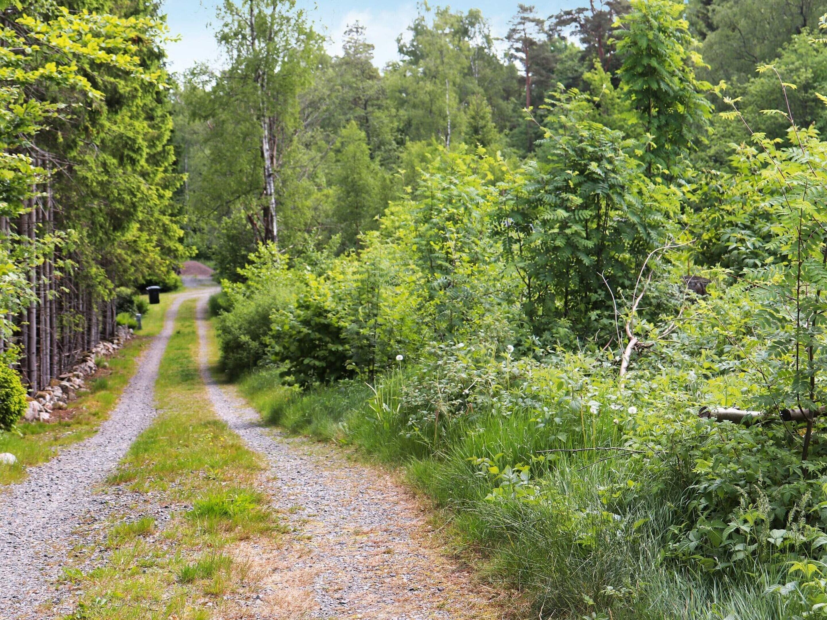A gravel path leading through a forested area with dense greenery on both sides.