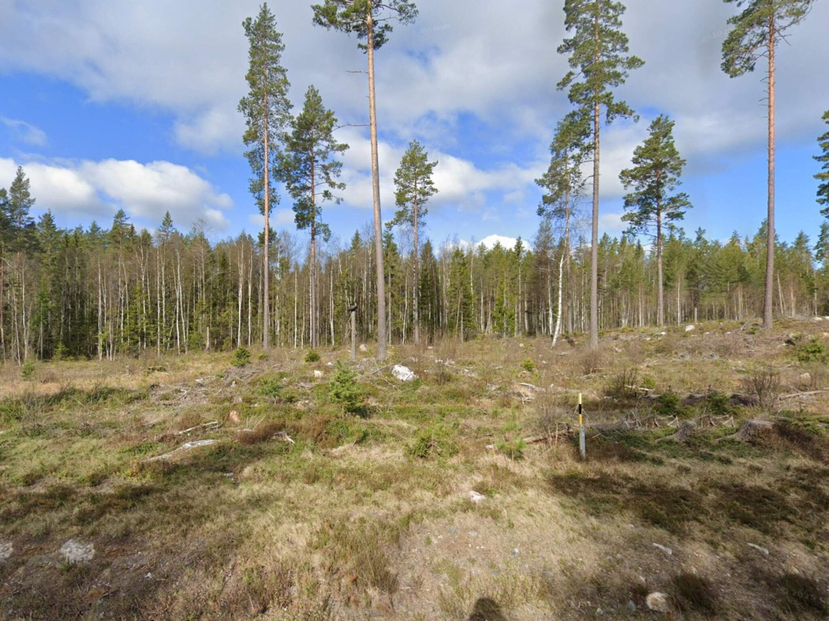 A forested area with tall trees and a clear sky.